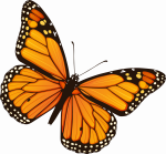Graphic of a Monarch butterfly.